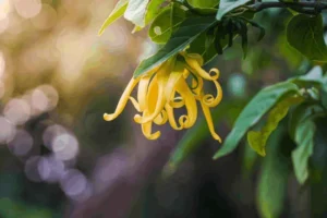Kwiat ylang ylang na gałęzi