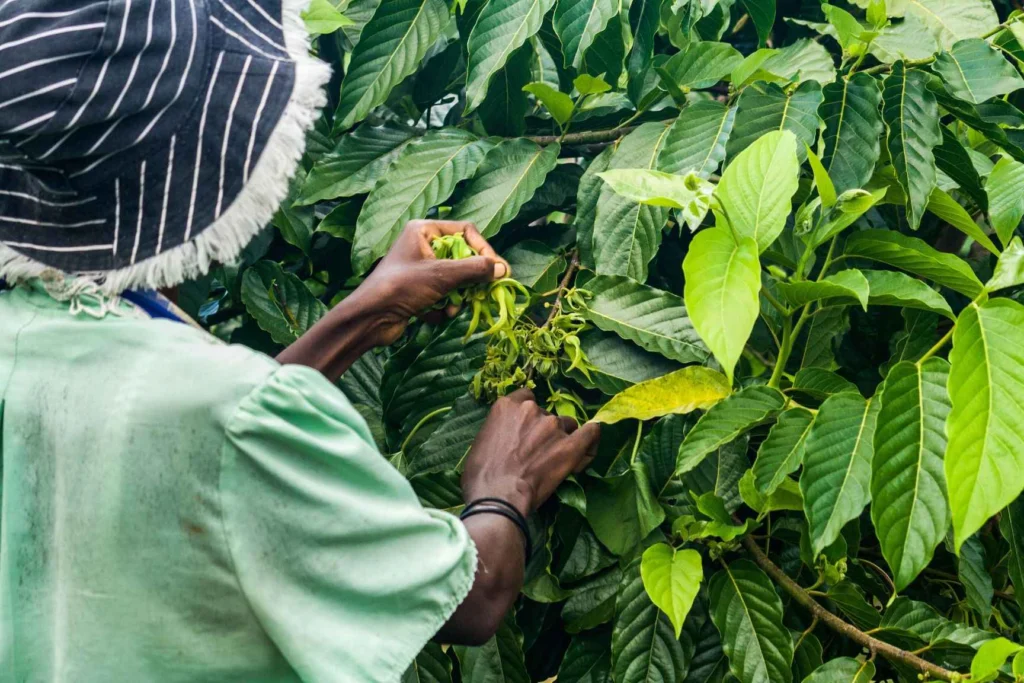 Zbiór kwiatów ylang ylang na plantacji