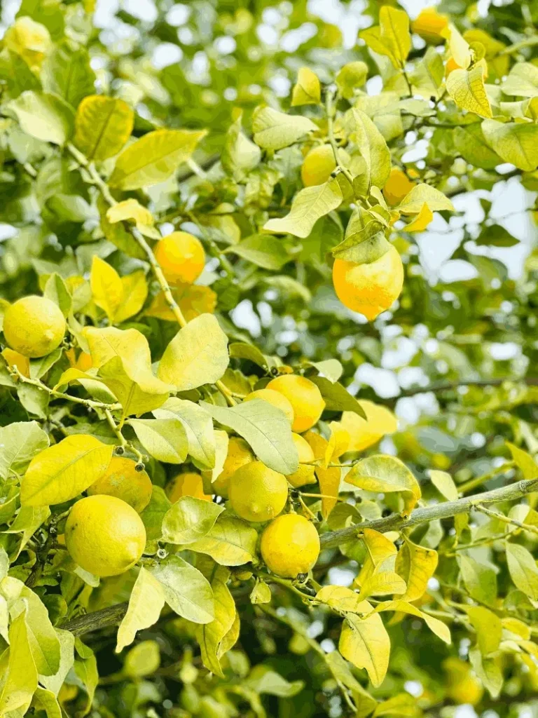 Olejek cytrynowy (cytryna słodka) — zbliżenie rośliny / kwiatów