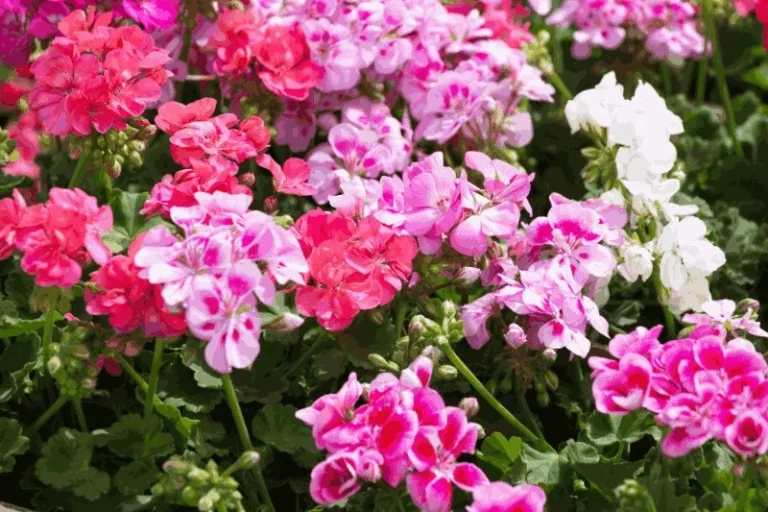 Różowe kwiaty pelargonii (geranium) – zbliżenie