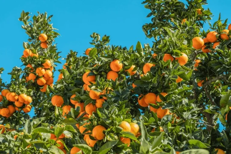 Olejek pomarańczowy (pomarańcza słodka) — zbliżenie rośliny / kwiatów