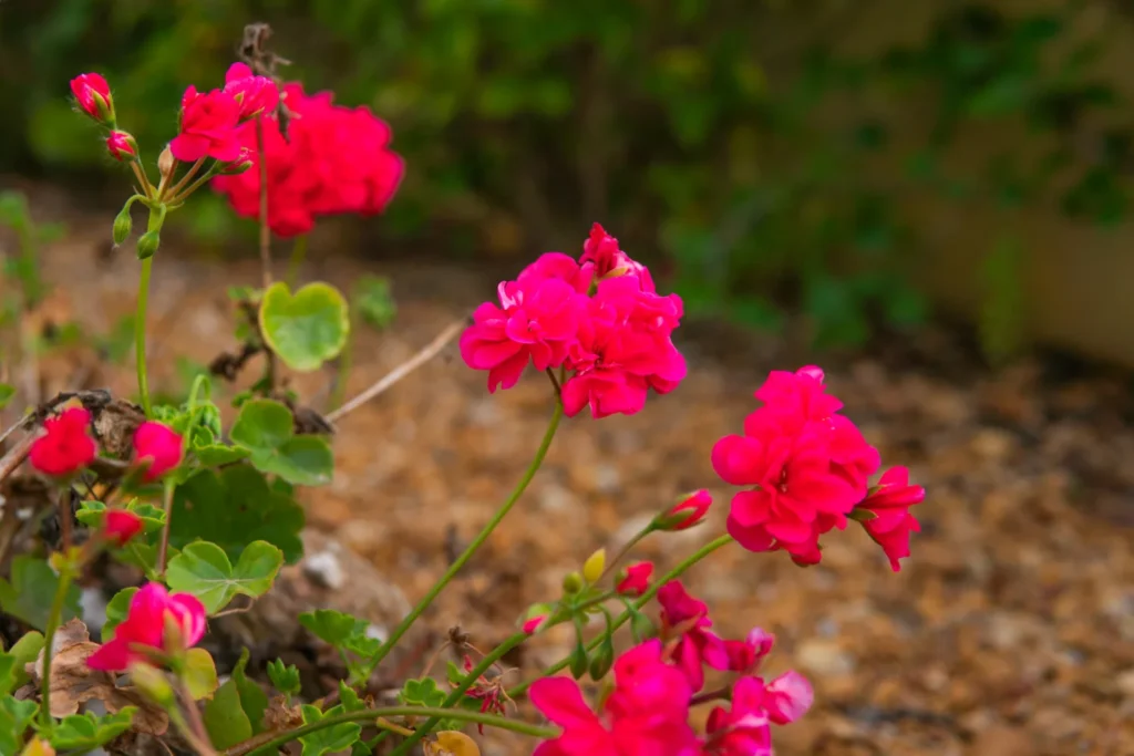 Czerwone kwiaty geranium w ogrodzie