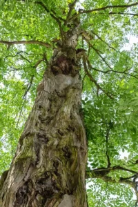 Pień starego drzewa sandałowego w słońcu